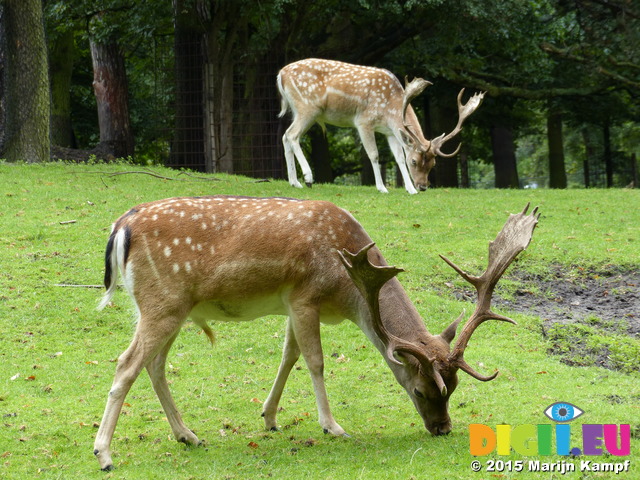 FZ020064 Fallow deer (Dama dama)